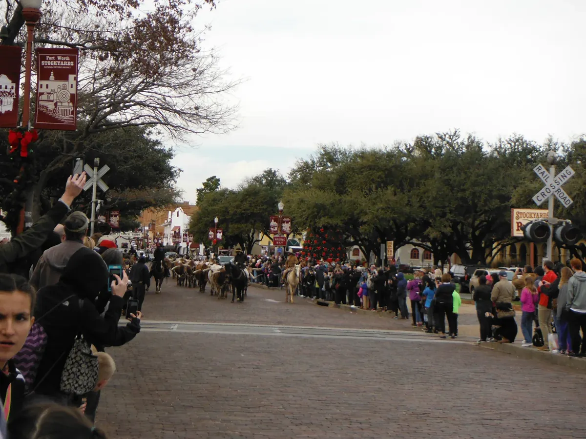 Longhorn Cattle Drive in den Fort Worth Stockyards; Aufnahme Dezember 2015.