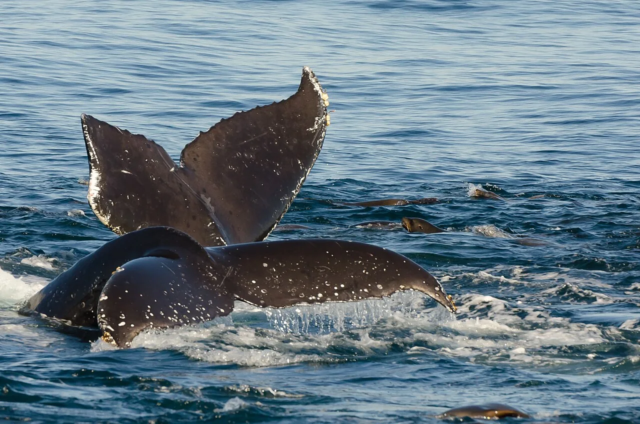 Buckelwale mit aufragenden Schwanzflossen in der Monterey Bay; Aufnahme Dezember 2013.